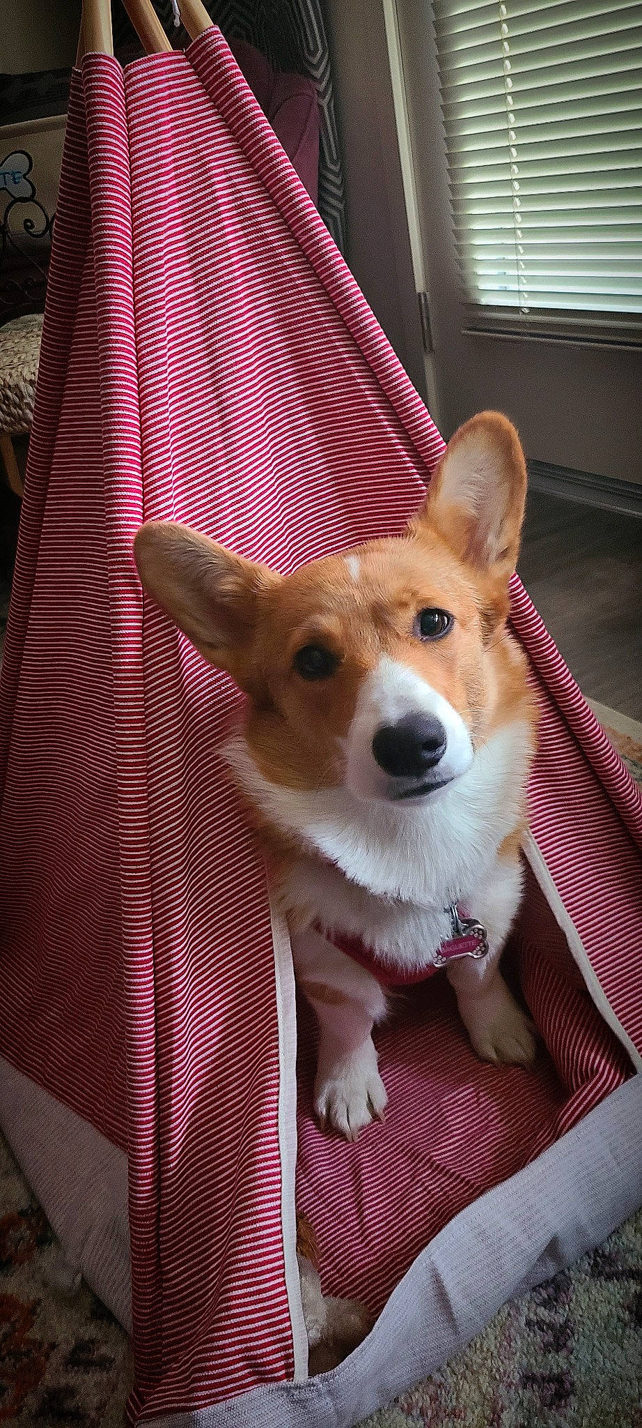 Baguette joined the competition — help win amazing prizes! ancient_dog_breeds, canidae, carnivore, chair, collar, companion_dog, dog, dog_breed, dog_supply, door, fawn, flooring, fur, non_sporting_group, snout, sporting_group, whiskers, window, working_animal, working_dog