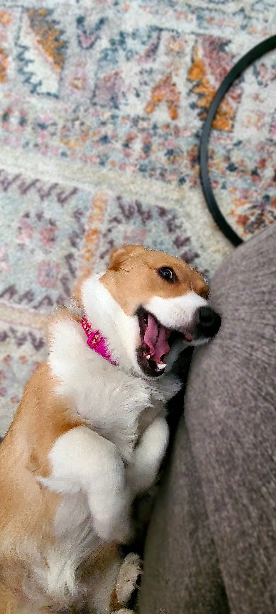 Baguette joined the competition — help win amazing prizes! canidae, carnivore, collar, companion_dog, dog, dog_breed, dog_supply, dog_toy, fang, fawn, flooring, fur, paw, pet_supply, snout, sporting_group, tail, whiskers, wood, working_dog