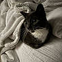 Diva is registered to the contest to win money with this photo: cat, gray_cat, white_chest, blanket, bed, cozy, whiskers, indoor, pet, fur, sleepy, resting, cute, animal, domestic_cat, soft_texture, relaxed, feline, comfort, nighttime
