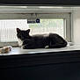 Diva is registered to the contest to win money with this photo: cat, windowsill, grey_cat, indoor, pet, plush_toy, window, daylight, fence, resting, animal, quiet, mesh_screen, white_paws, calm, house, domestic, feline, still_life, relaxed