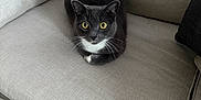 Diva joined the competition — help win amazing prizes! cat, gray_cat, white_chest, yellow_eyes, sitting, couch, furniture, indoor, pet, animal, whiskers, curious, cozy, resting, soft_texture, domestic_cat, looking, close_up, calm, feline