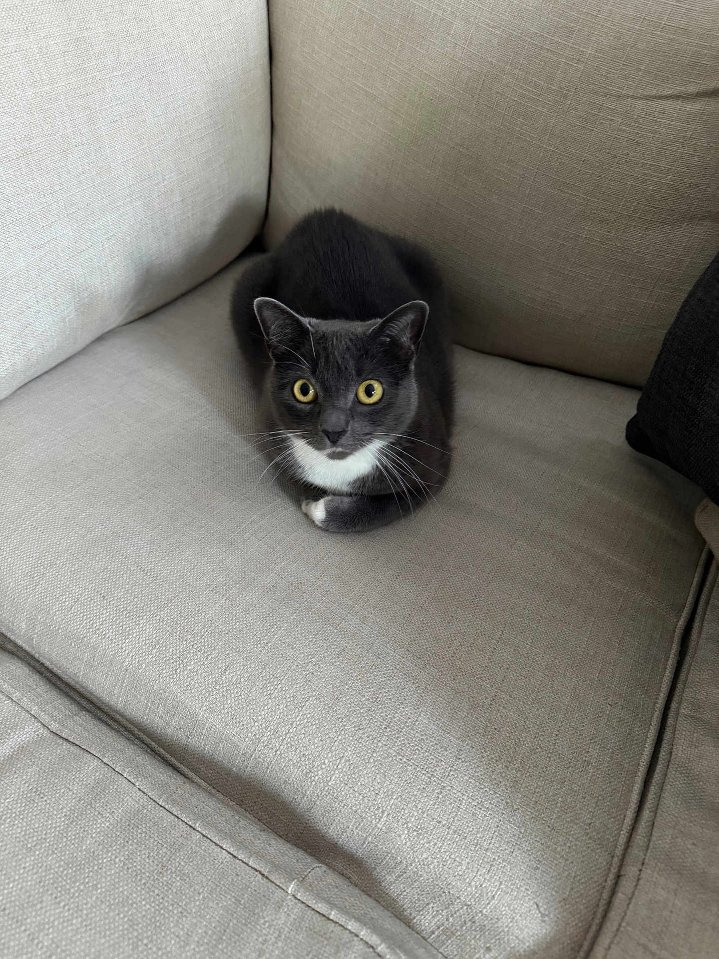 Diva