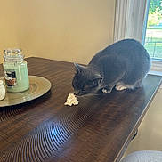 Diva is registered to the contest to win money with this photo: cat, table, wood, whipped_cream, candle, tray, window, natural_light, indoor, curious, gray_cat, white_paws, feline, pet, home, decor, wood_texture, still_life, animal, domestic