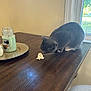cat, table, wood, whipped_cream, candle, tray, window, natural_light, indoor, curious, gray_cat, white_paws, feline, pet, home, decor, wood_texture, still_life, animal, domestic