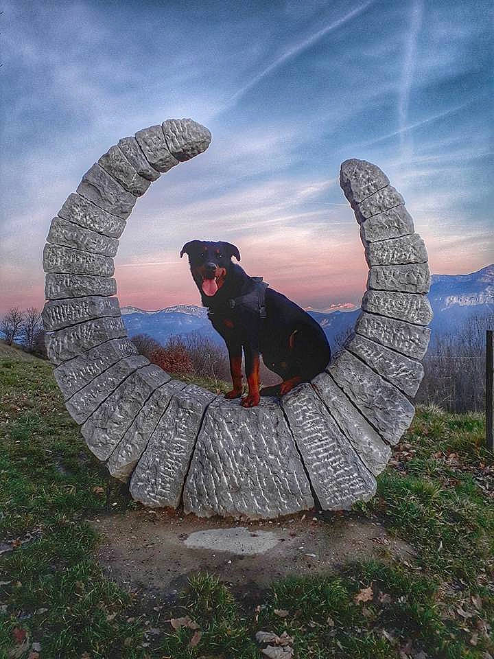 Bill a rejoint le concours — aidez-le/la à gagner de superbes lots ! art, canidae, cloud, mountain, photography, rock, rottweiler, sculpture, sky