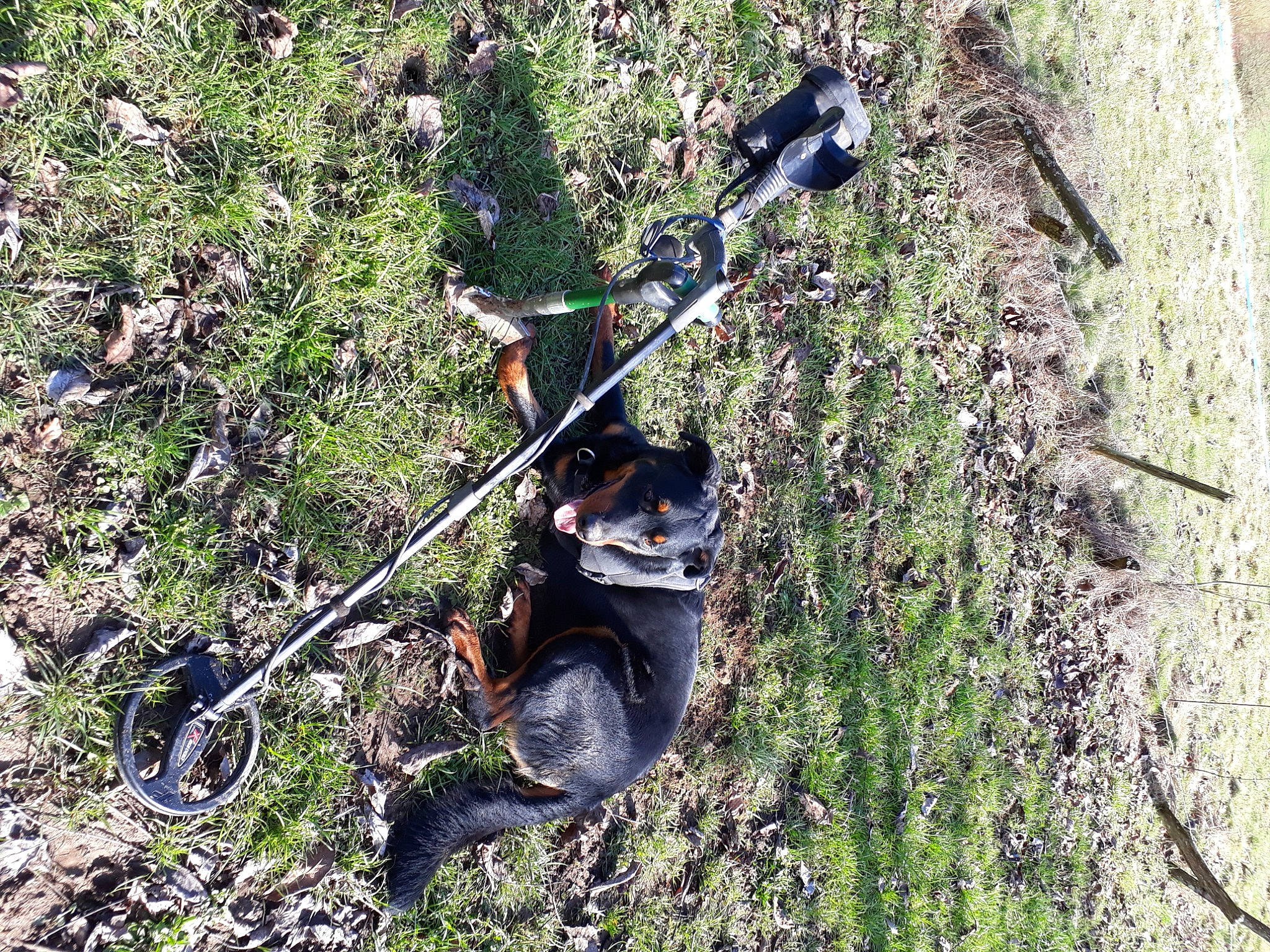 Bill participe au concours pour gagner de l'argent avec cette photo : abseiling, adventure, grass, plant, recreation, tree
