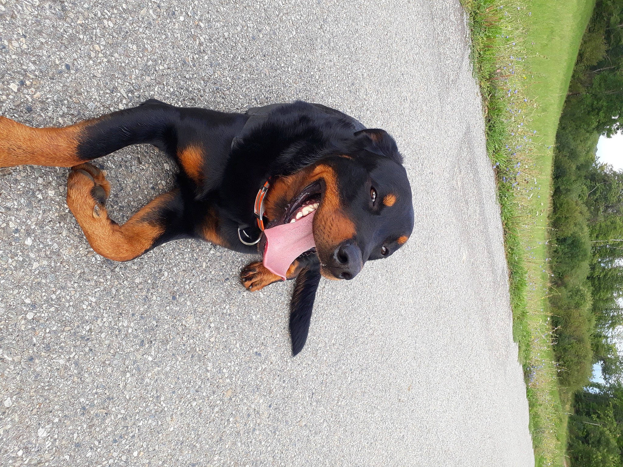 Bill a rejoint le concours — aidez-le/la à gagner de superbes lots ! austrian_black_and_tan_hound, black_and_tan_coonhound, canidae, carnivore, dog, dog_breed, guard_dog, rottweiler, sporting_group, transylvanian_hound