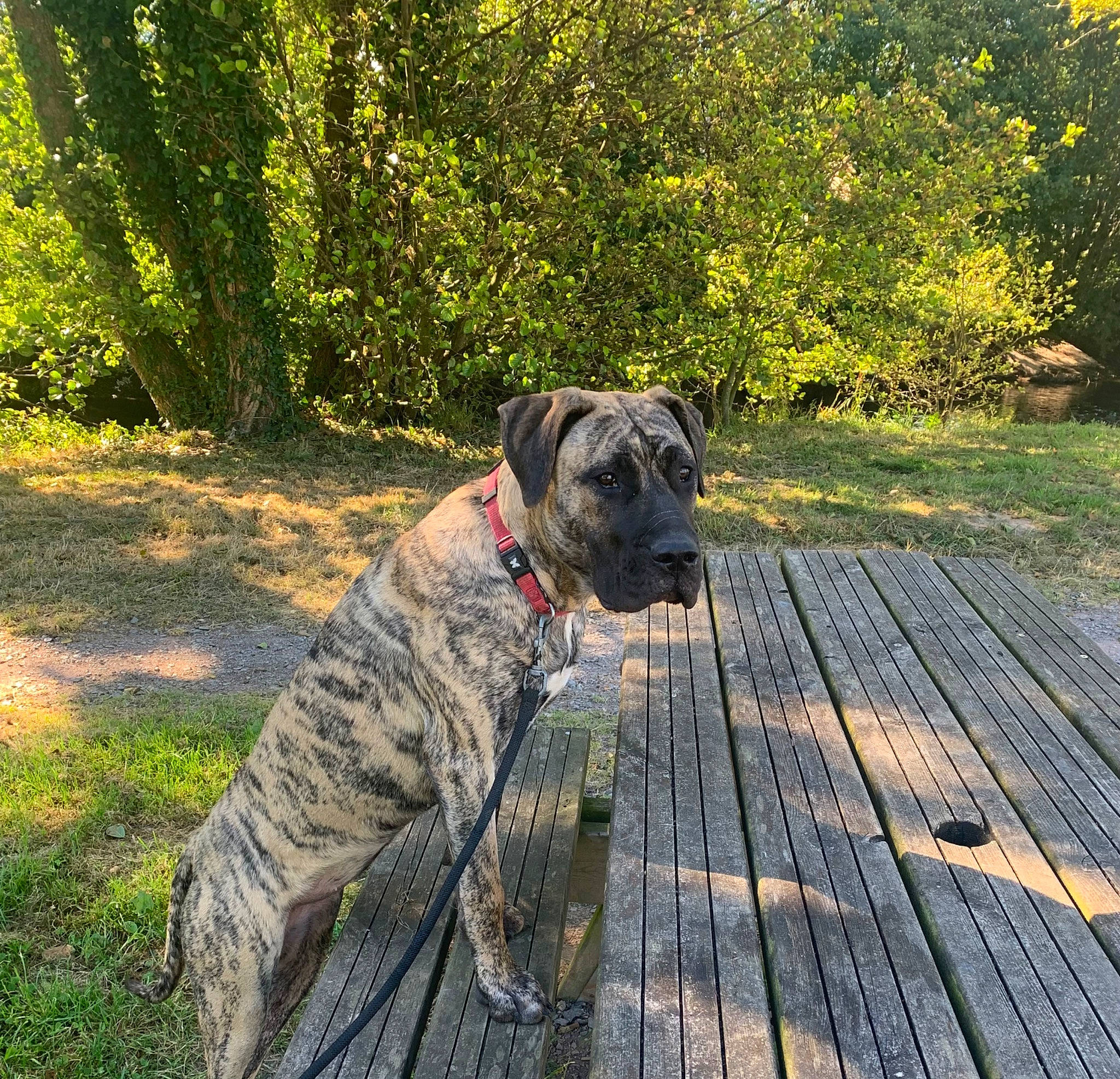 Sahanna El Cora Del Perro