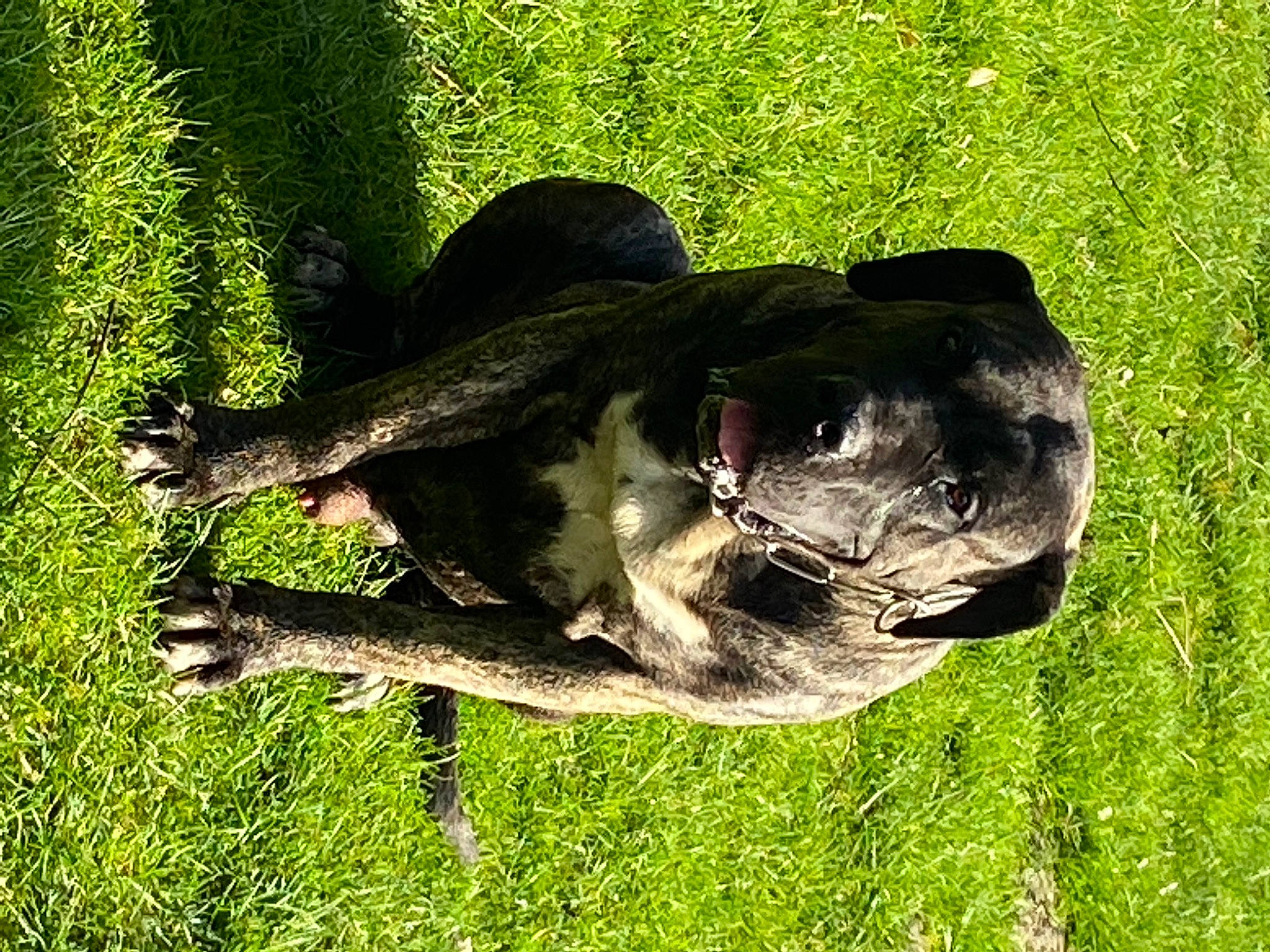 Navarre El Cor Del Perro