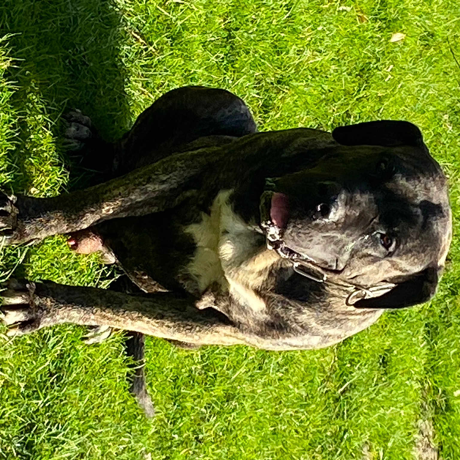 Navarre El Cor Del Perro