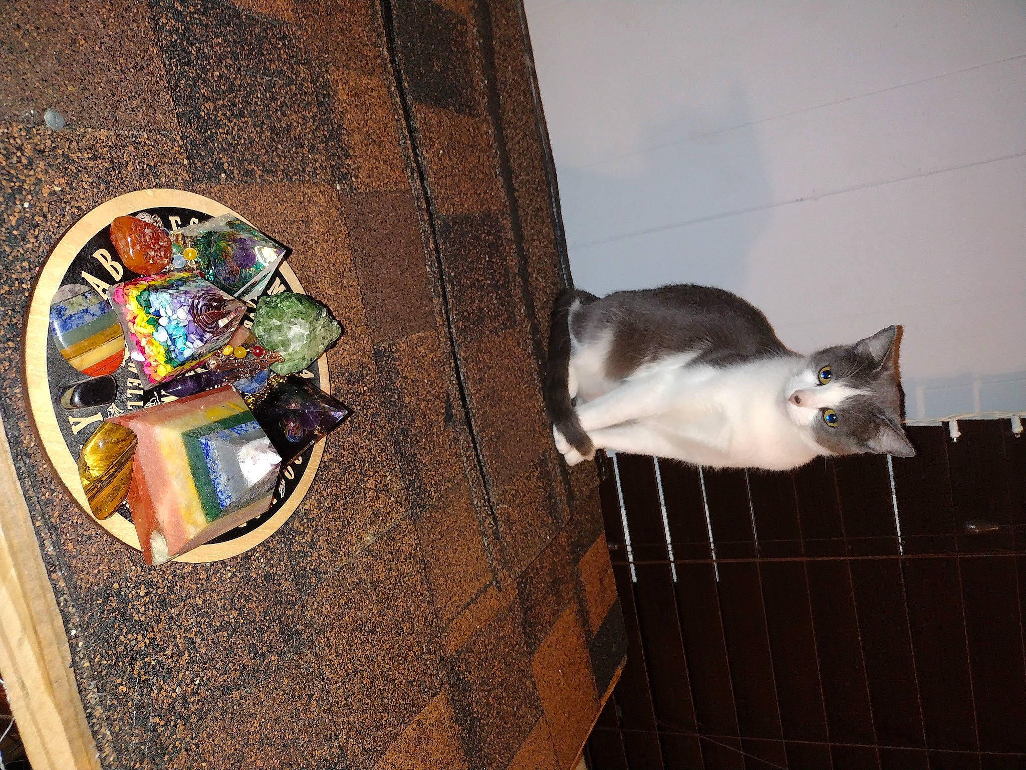 Jager joined the competition — help win amazing prizes! art, box, carnivore, cat, circle, domestic_short_haired_cat, fashion_accessory, felidae, flooring, fur, hardwood, small_to_medium_sized_cats, tail, visual_arts, whiskers, wood