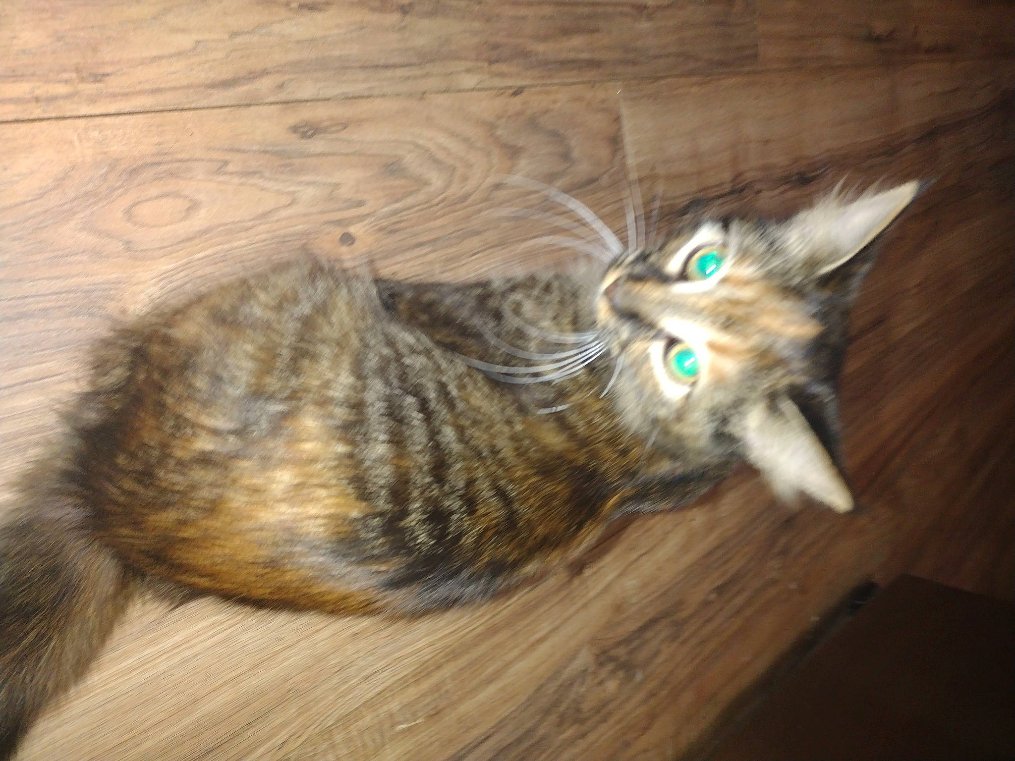 Jager is registered to the contest to win money with this photo: carnivore, cat, claw, comfort, domestic_short_haired_cat, felidae, flooring, fur, hardwood, laminate_flooring, paw, small_to_medium_sized_cats, snout, tail, terrestrial_animal, varnish, whiskers, wood, wood_flooring, wood_stain