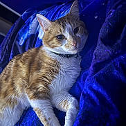 Mango joined the competition — help win amazing prizes! cat, orange_cat, white_cat, pet, feline, animal, relaxed, blanket, blue_blanket, indoor, cozy, fur, whiskers, collar, resting, cute, sleepy, domestic_cat, paw, lying_down