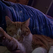 Mango joined the competition — help win amazing prizes! arm, bedroom, blanket, blue, cat, comfortable, cozy, cute, domestic_cat, dresser, feline, furniture, indoor, night, orange_cat, pet, relaxed, resting, sleeping, tattoo