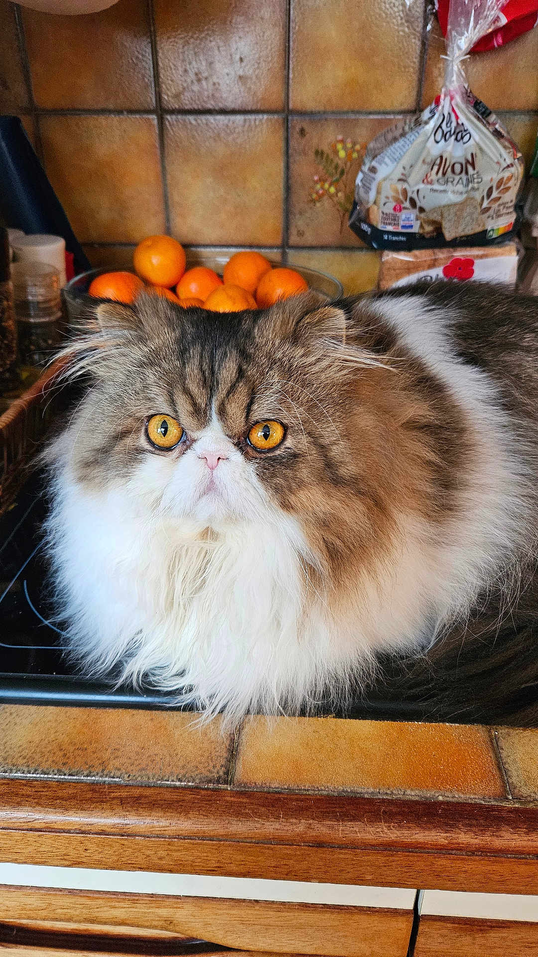 Vaïper a rejoint le concours — aidez-le/la à gagner de superbes lots ! cat, persian_cat, fluffy, orange_eyes, kitchen, countertop, tangerines, fruit_bowl, bread, tile_wall, wooden_cabinet, pet, domestic_animal, fur, closeup, indoor, cute, whiskers, face, food