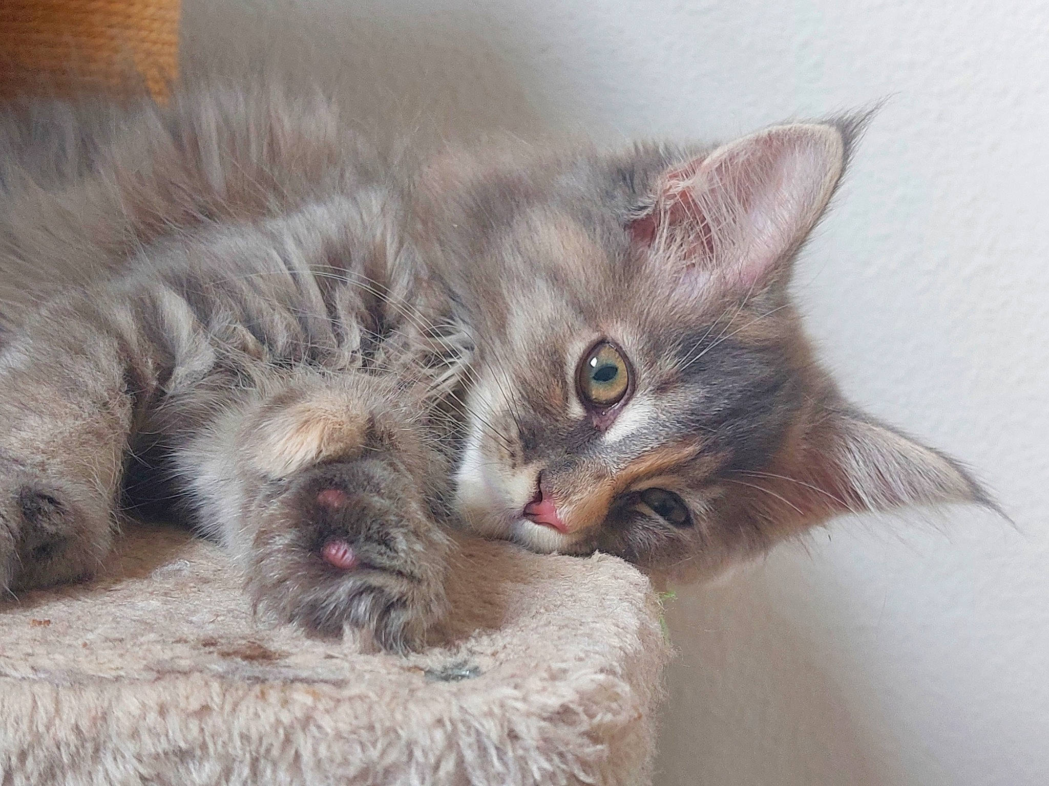 Tagada a rejoint le concours — aidez-le/la à gagner de superbes lots ! carnivore, cat, cat_bed, cat_supply, cat_toy, claw, comfort, domestic_short_haired_cat, fawn, felidae, fur, nap, paw, small_to_medium_sized_cats, snout, terrestrial_animal, whiskers, wildlife