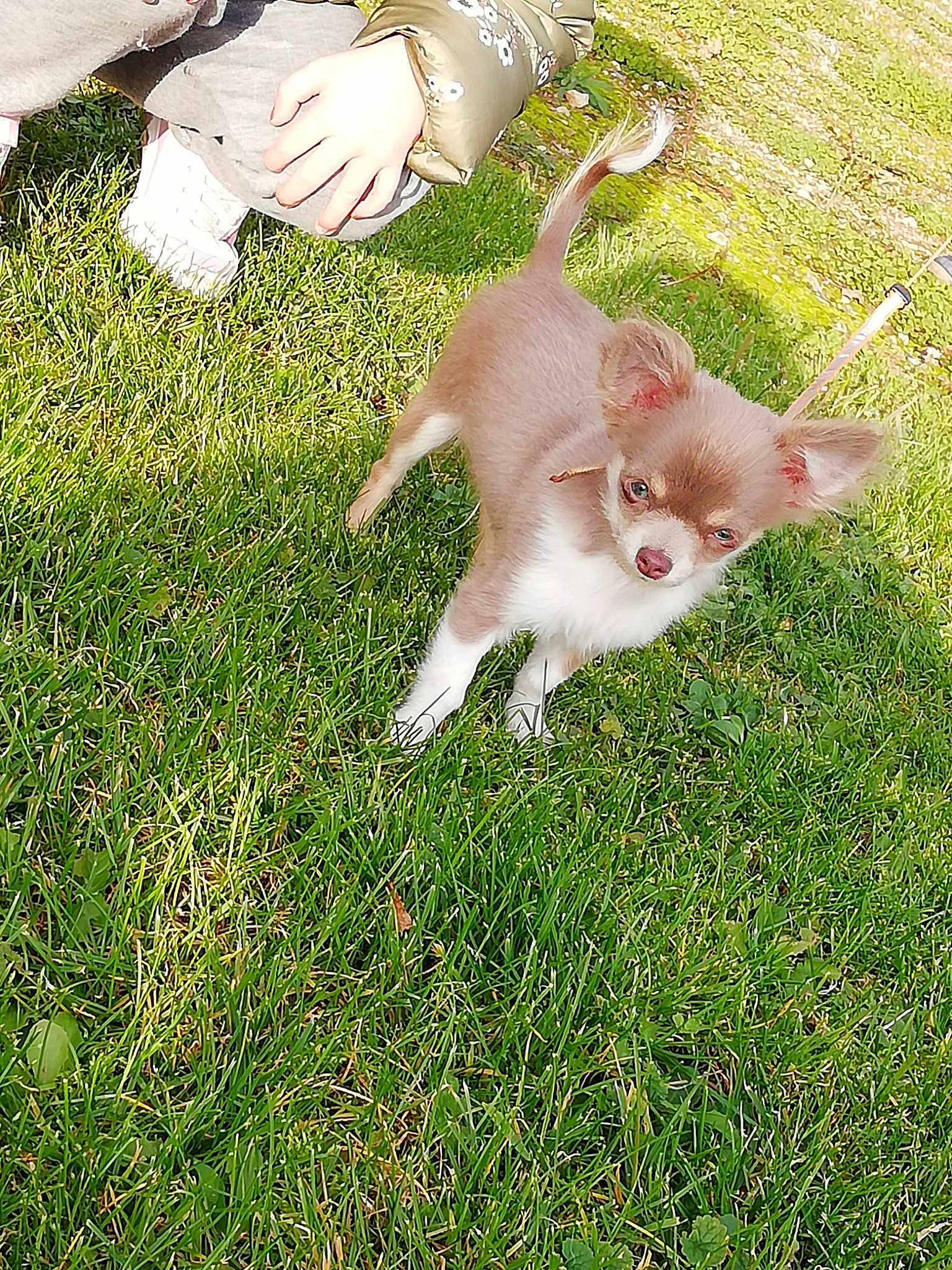 Pilou