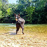 Bella a rejoint le concours — aidez-le/la à gagner de superbes lots ! dog, river, water, rocks, trees, forest, nature, outdoor, animal, canine, black_and_white, summer, sunlight, landscape, wildlife, scenery, pet, daytime, looking_back, shore
