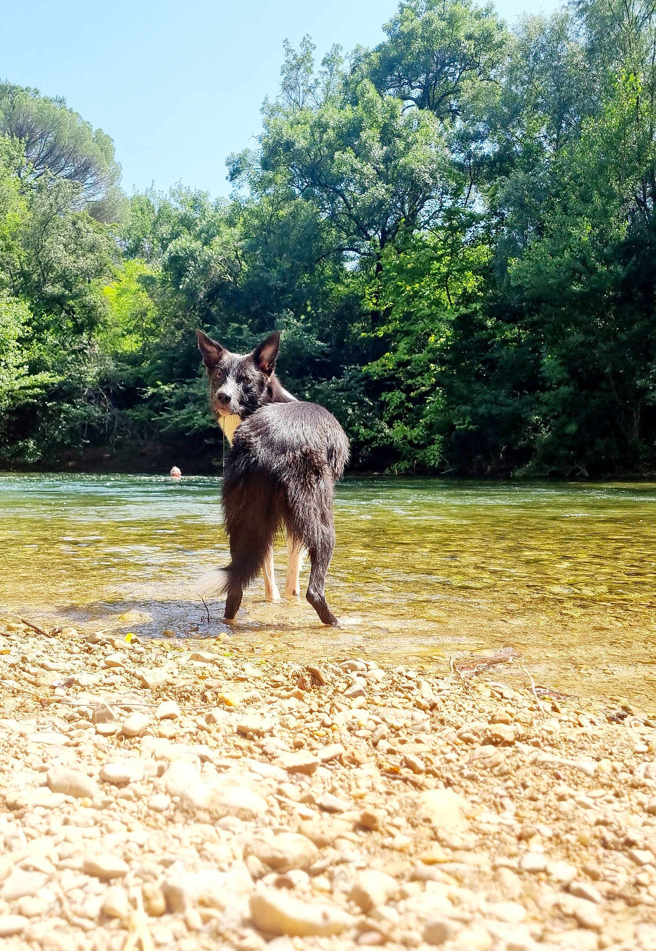 Bella