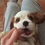 Cookie is registered to the contest to win money with this photo: puppy, dog, pet, playful, cute, hand, finger, lap, gray_pants, floor, tile_floor, fur, animal, young_dog, brown_and_white, close_up, indoor, person, nibble, adorable