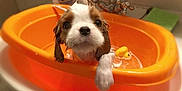 Cookie is registered to the contest to win money with this photo: puppy, dog, wet, bathtub, orange, rubber_duck, water, paw, fur, cute, pet, animal, bath, indoors, sink, tap, bathroom, small, looking_up, adorable