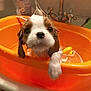puppy, dog, wet, bathtub, orange, rubber_duck, water, paw, fur, cute, pet, animal, bath, indoors, sink, tap, bathroom, small, looking_up, adorable