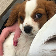 Cookie is registered to the contest to win money with this photo: puppy, dog, pet, cute, brown_and_white, fur, indoor, hand, person, table, closeup, animal, young, face, eyes, comfort, cuddle, small, adorable, resting