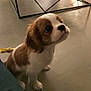 Cookie joined the competition — help win amazing prizes! puppy, dog, cavalier_king_charles_spaniel, pet, indoor, floor, looking_up, brown_and_white, young_dog, animal, cute, small_dog, sitting, whiskers, ears, furniture, table, shadow, domestic_animal, companion