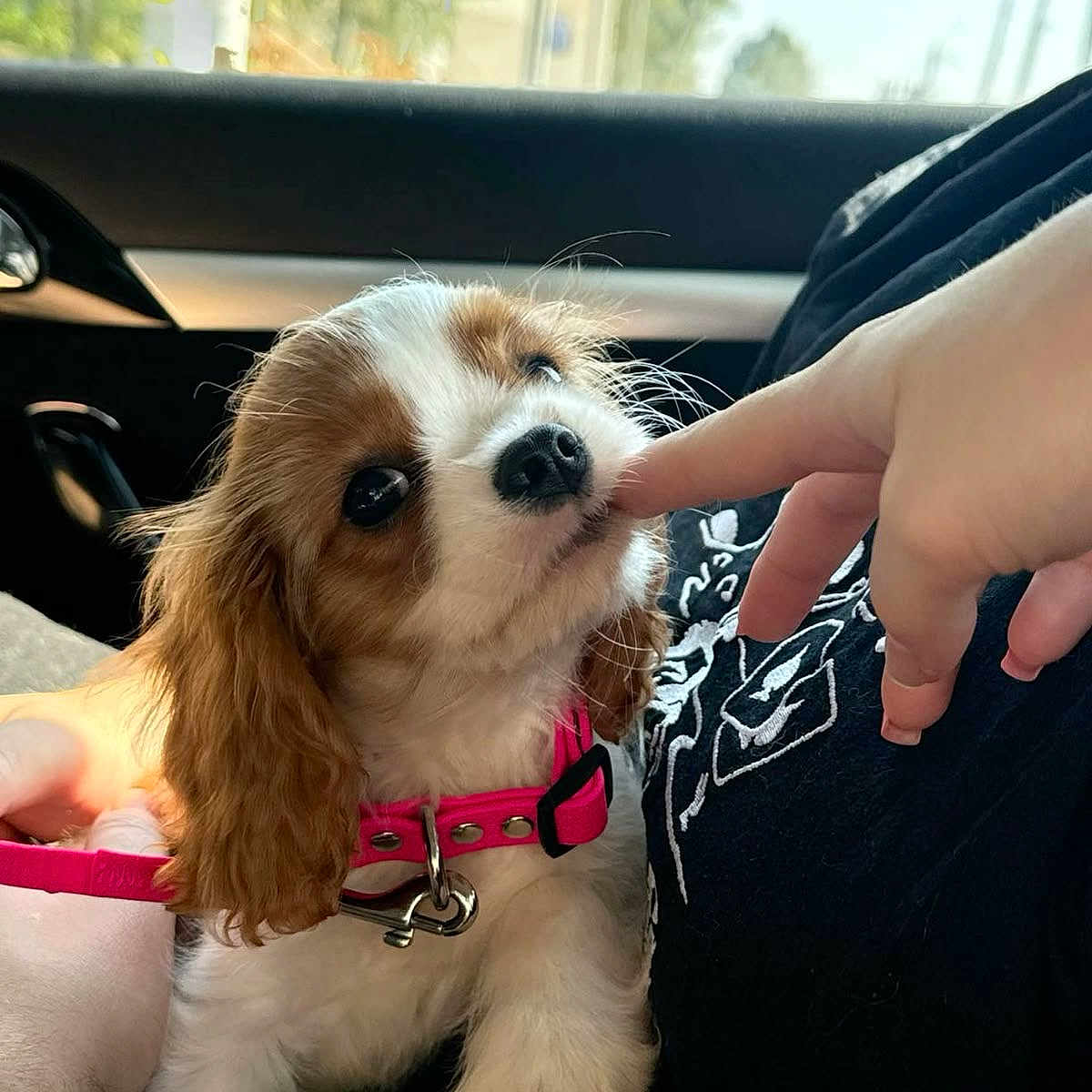 Cookie joined the competition — help win amazing prizes! affection, animal, cavalier_king_charles_spaniel, collar, cute, daylight, dog, finger, fur, hand, human_interaction, inside_car, leash, person, pet, pink_collar, playing, puppy, small_dog, window