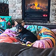 Hope is registered to the contest to win money with this photo: animal, blanket, colorful, comfort, couch, cozy, crate, dog, fireplace, fur, home, indoor, living_room, pet, relaxation, resting, small_dog, stone_wall, toys, warmth