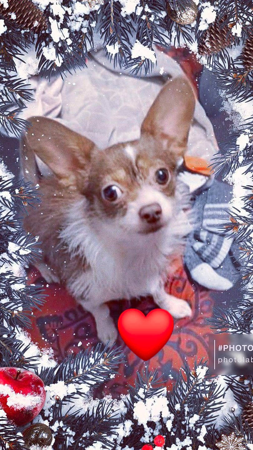 Italy is registered to the contest to win money with this photo: canidae, carnivore, chihuahua, companion_dog, dog, dog_breed, dog_supply, event, fawn, fur, papillon, pet_supply, photo_caption, pink, russkiy_toy, snout, sporting_group, toy_dog, whiskers, working_animal