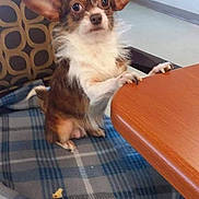 Italy is registered to the contest to win money with this photo: animal, brown_dog, chair, cute, dog, ears, floor, furniture, indoor, looking, paws, pet, plaid_blanket, small_dog, table, waiting, wall, white_fur, window_light, wooden_table
