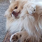 Chewbacca is registered to the contest to win money with this photo: brown, carpet, cozy, cushion, cute, dog, fluffy, fur, hand, indoor, living_room, lying_down, patterned, paw, pet, playful, pomeranian, relaxed, ring, sofa