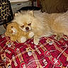 Chewbacca joined the competition — help win amazing prizes! animal, bedroom, blanket, comfort, cozy, cute, dog, fabric, face, fur, indoors, pattern, paw, pet, plush, relaxation, resting, sleeping, stuffed_toy, toy