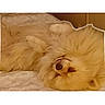 Chewbacca is registered to the contest to win money with this photo: animal, bed, canine, companion, cozy, cute, dog, domestic, fluffy, fur, indoor, mammal, nose, paw, pet, relaxed, resting, sleeping, snout, whiskers