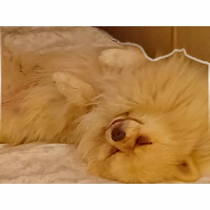 Chewbacca