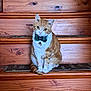 cat, orange_cat, white_cat, bow_tie, stairs, wooden_stairs, pet, animal, indoor, sitting, cute, feline, domestic_cat, looking_at_camera, curious, close_up, portrait, house_pet, tabby, striped