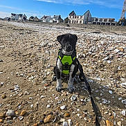 Oreo a rejoint le concours — aidez-le/la à gagner de superbes lots ! puppy, dog, beach, sand, seashells, leash, harness, black_and_white, sky, clouds, people, houses, stone_wall, walking, outdoor, sunny, daytime, small_dog, pet, animal