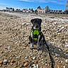 puppy, dog, beach, sand, seashells, leash, harness, black_and_white, sky, clouds, people, houses, stone_wall, walking, outdoor, sunny, daytime, small_dog, pet, animal