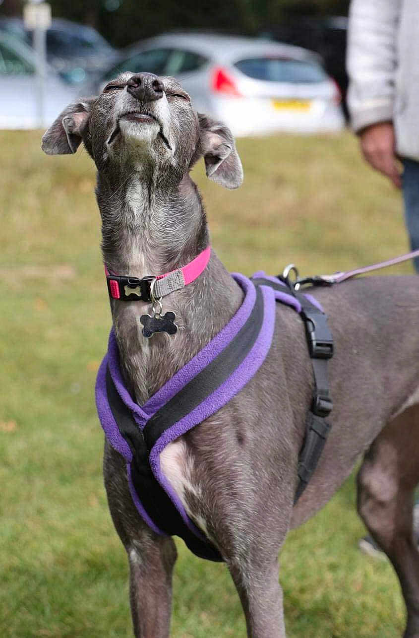 Libby