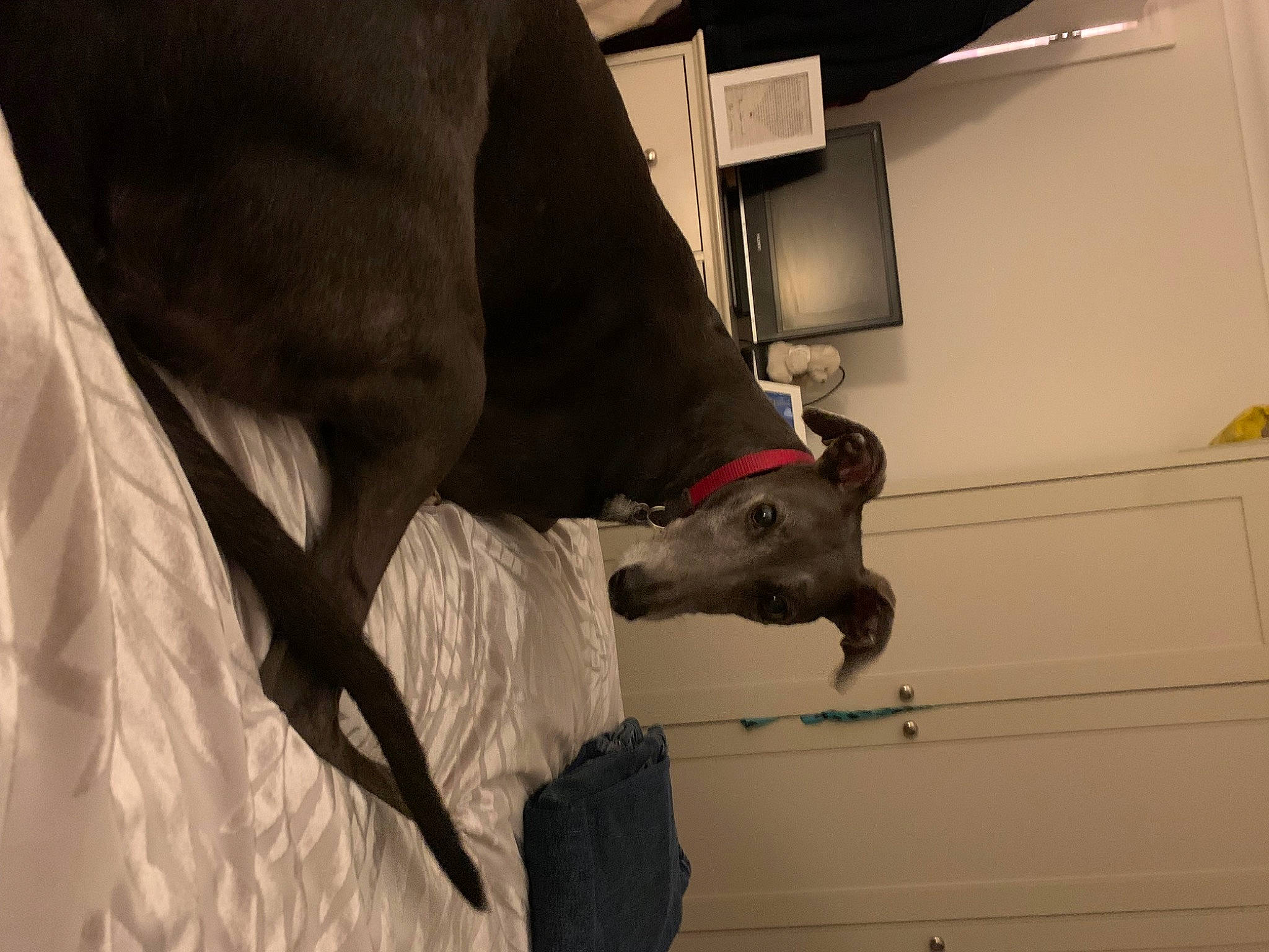 Libby is registered to the contest to win money with this photo: bat, bovine, carmine, dairy, dairy_cow, flooring, fur, grey, human_leg, jaw, livestock, personal_protective_equipment, snout, wood, working_animal