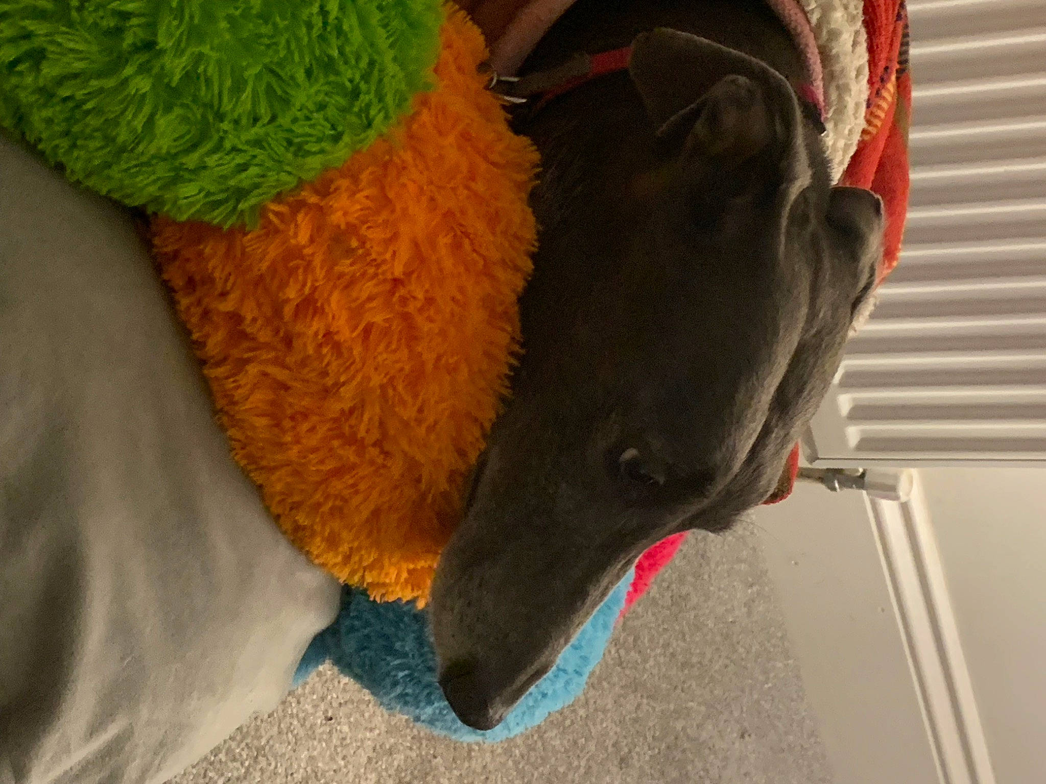 Libby joined the competition — help win amazing prizes! beak, canidae, carnivore, collar, dog, dog_breed, dog_collar, dog_supply, fashion_accessory, fruit, fur, personal_protective_equipment, pet_supply, plant, snout, sporting_group, tail, wool, woolen, working_animal