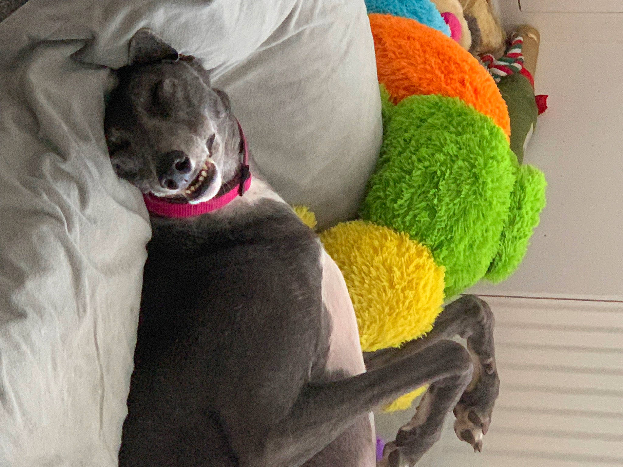 Libby joined the competition — help win amazing prizes! carnivore, comfort, companion_dog, couch, crochet, dog, dog_breed, dog_supply, dog_toy, fur, linens, plush, room, studio_couch, stuffed_toy, textile, thread, toy, wool, woolen