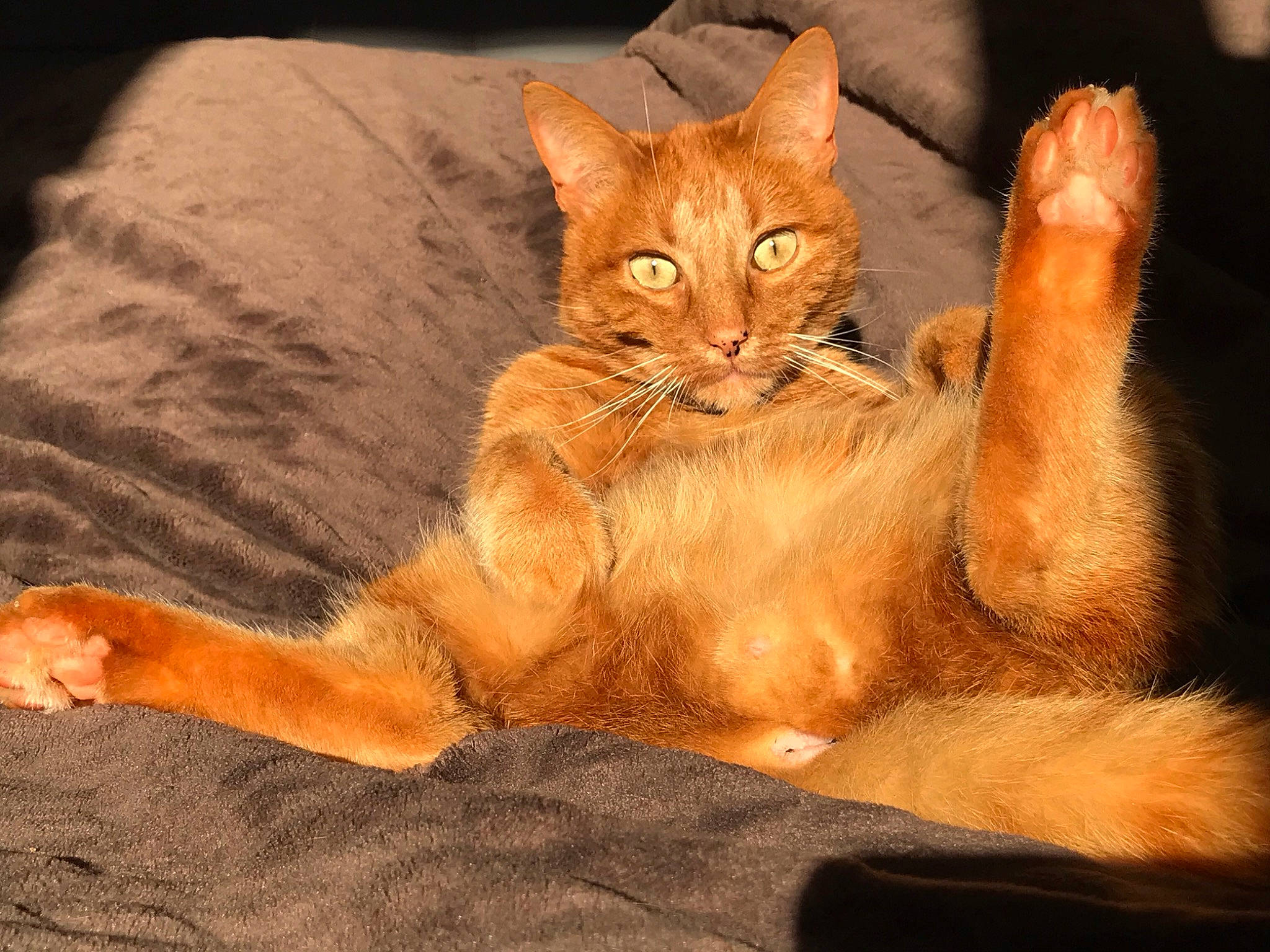 Garfilde a rejoint le concours — aidez-le/la à gagner de superbes lots ! art, carnivore, cat, claw, comfort, domestic_short_haired_cat, fawn, felidae, fur, gesture, illustration, painting, paw, photo_caption, small_to_medium_sized_cats, tail, terrestrial_animal, whiskers, wildlife, wood