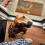 Charles joined the competition — help win amazing prizes! dog, brown_dog, leash, indoor, wood_floor, glass_door, checkered_shirt, pet, looking_up, waiting, house, flooring, curious, animal, canine, companion, domestic, friendly, alert, closeup