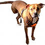 Charles is registered to the contest to win money with this photo: dog, canine, pet, brown_dog, harness, alert, standing, white_background, animal, mammal, ears, tail, four_legs, domestic_animal, looking_at_camera, short_fur, close_up, outdoor_gear, friendly, companion