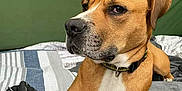 Charles is registered to the contest to win money with this photo: dog, pet, brown_dog, collar, blanket, striped_blanket, rope, fabric, indoor, resting, canine, muzzle, ears, fur, animal, companion, sitting, portrait, calm, looking_away