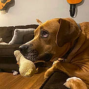Charles joined the competition — help win amazing prizes! dog, toy, living_room, couch, guitar, wood_floor, brown_dog, knitted_toy, pet, relaxed, indoors, furniture, home, animal, closeup, ears, snout, paws, collar, background