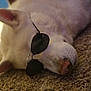 dog, white_dog, sunglasses, carpet, indoor, resting, pet, canine, cool, shades, relaxed, fur, animal, laying_down, closeup, snout, ear, nose, sleeping, domestic_animal