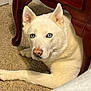 dog, white_dog, blue_eyes, carpet, wooden_table, indoor, pet, animal, lying_down, fur, paw, furniture, curious, close_up, canine, domestic_animal, resting, household, companion, cozy